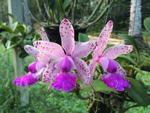 Cattleya Calummata