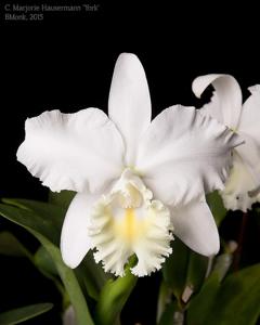 Cattleya Marjorie Hausermann