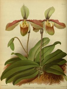 <i>Cypripedium</i> x <i>amesianum</i>