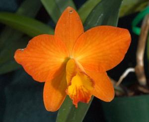 <i>Cattleya</i> Chester