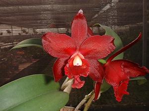 Cattlianthe Tutankamen