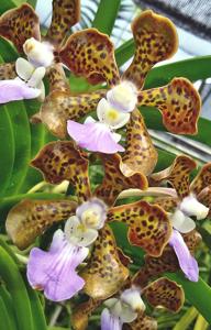 Papilionanda Paksorn Fragrance