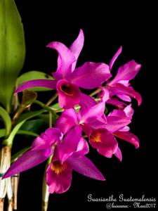 Guarianthe laelioides