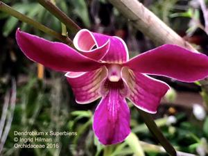 Dendrobium superbiens