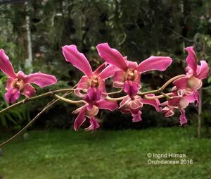 Dendrobium superbiens