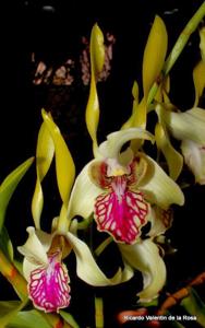 <i>Dendrobium</i> Norman