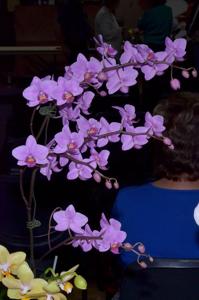 <i>Phalaenopsis</i> Little Mary