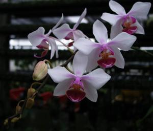 Phalaenopsis intermedia var. portei