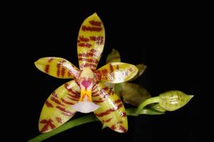 <i>Phalaenopsis</i> El Tigre