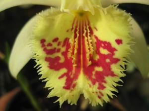 Pleione Shantung