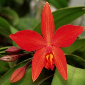 Cattleya Psyche (1902)