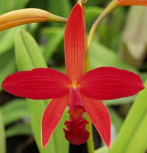 Cattleya Kagaribi Dawn