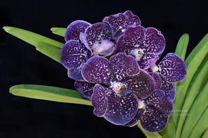 Vanda Gordon Dillon