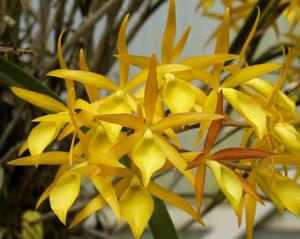 Brassanthe Sunny Delight