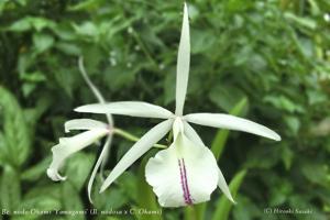 Brassocattleya Okamodosa