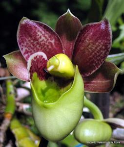Catasetum Orchidglade