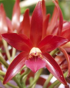 Cattlianthe Chocolate Drop