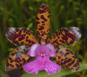 Cattleya Landate