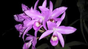 Cattleya guatemalensis