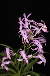 Vandachostylis Charm