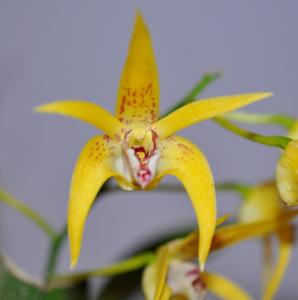 Dendrobium Graeme Banks