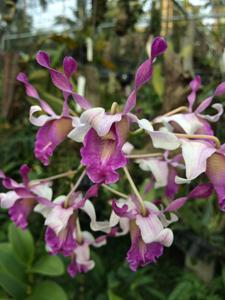 Dendrobium Pink Lips