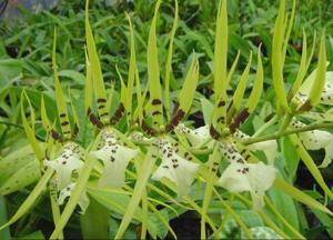 Brassia Rex