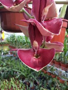 Catasetum Penang