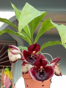 Catasetum Penang