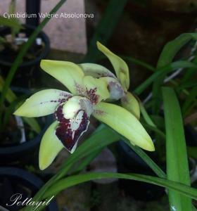 Cymbidium Valerie Absolonova