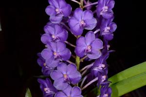 Vandachostylis Pine Rivers