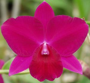Cattleya Purple Jewel