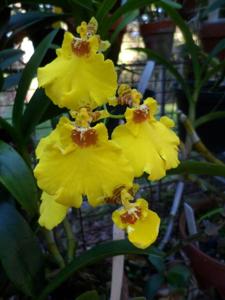 Oncidesa Sweet Sugar