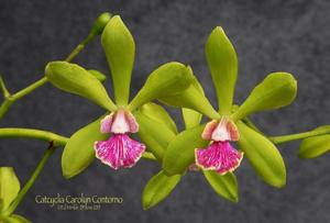 Catyclia Carolyn Contorno