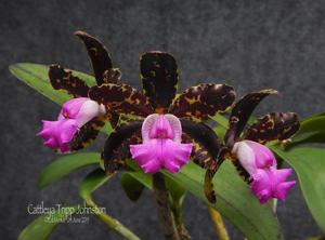 Cattleya Tripp Johnston