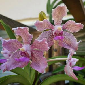 Vanda Sandra Gail Hatos