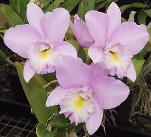 Laeliocattleya Ann Akagi