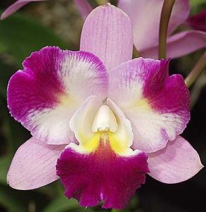 Cattleya Tropical Song