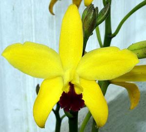Cattleya Citron Flight