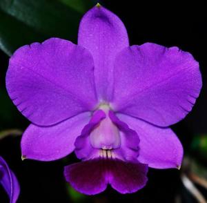 Cattleya Aloha Case