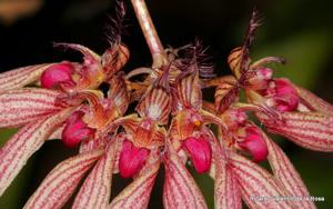 Bulbophyllum Lovely Elizabeth