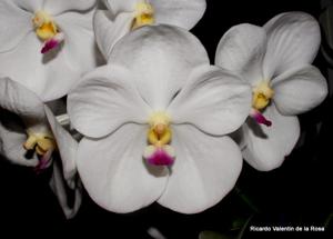 Vanda Muang Thong