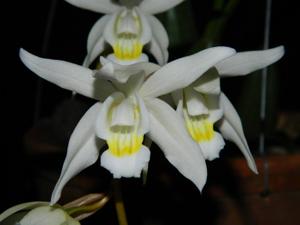 <i>Coelogyne</i> Unchained Melody