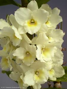 Dendrobium Cute Dress