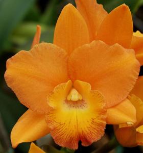 Rhyncattleanthe Carolina Orange D'Or