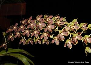 Grammatoheadia Boynton Leopard