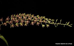 Grammatoheadia Boynton Leopard