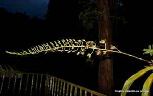 Grammatoheadia Boynton Leopard