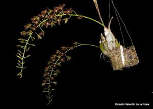 Grammatoheadia Boynton Leopard