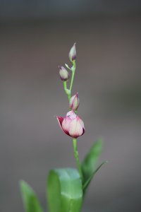 Oncidopsis Nelly Isler